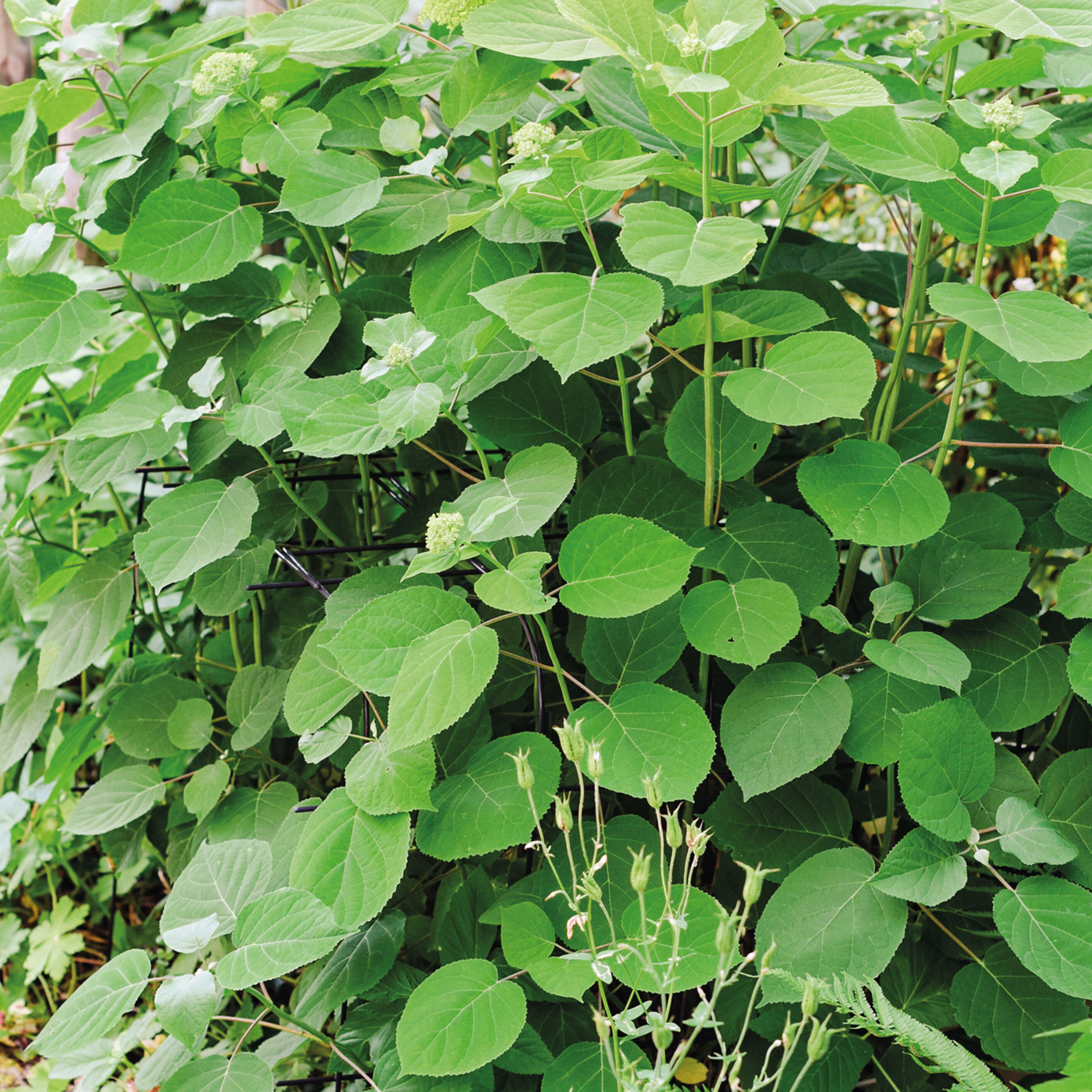 Annabelle hydrangea support 75 (set of 2)